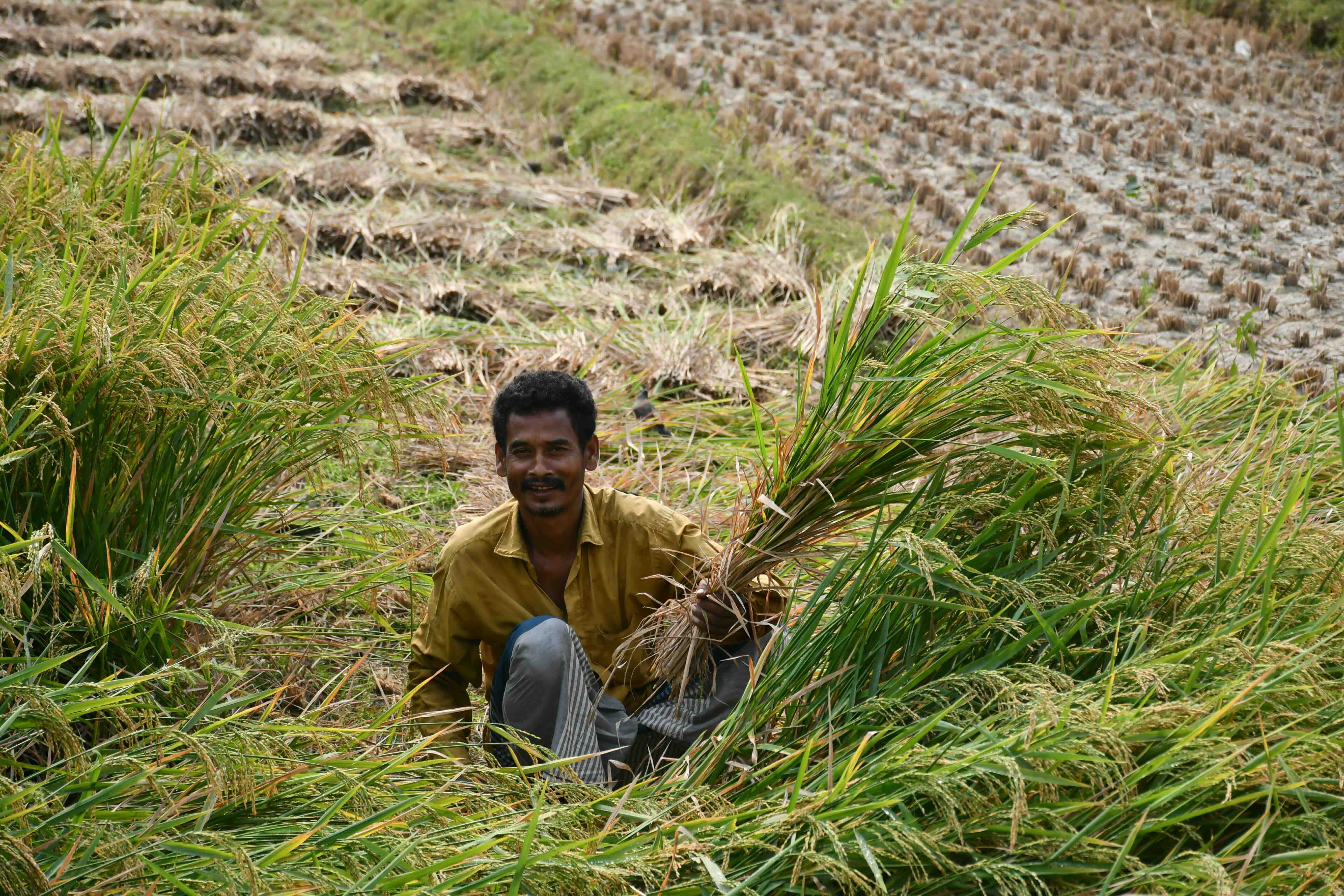 Farmer harvesting rice crops in a lush green paddy field.