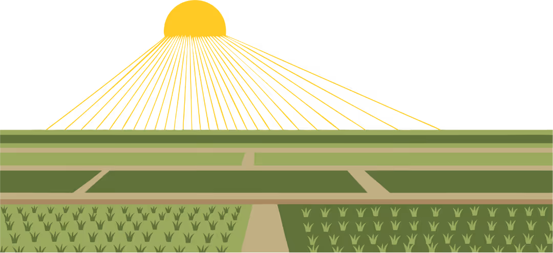 Sun rays on rice paddy field