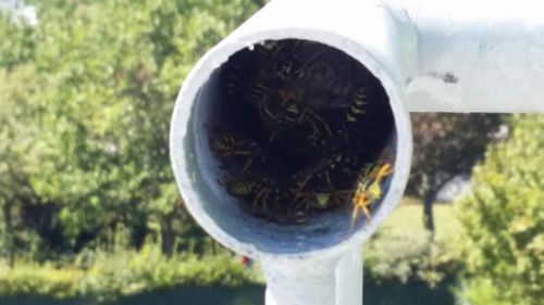 Offener Handlauf, Nistplatz für Insekten