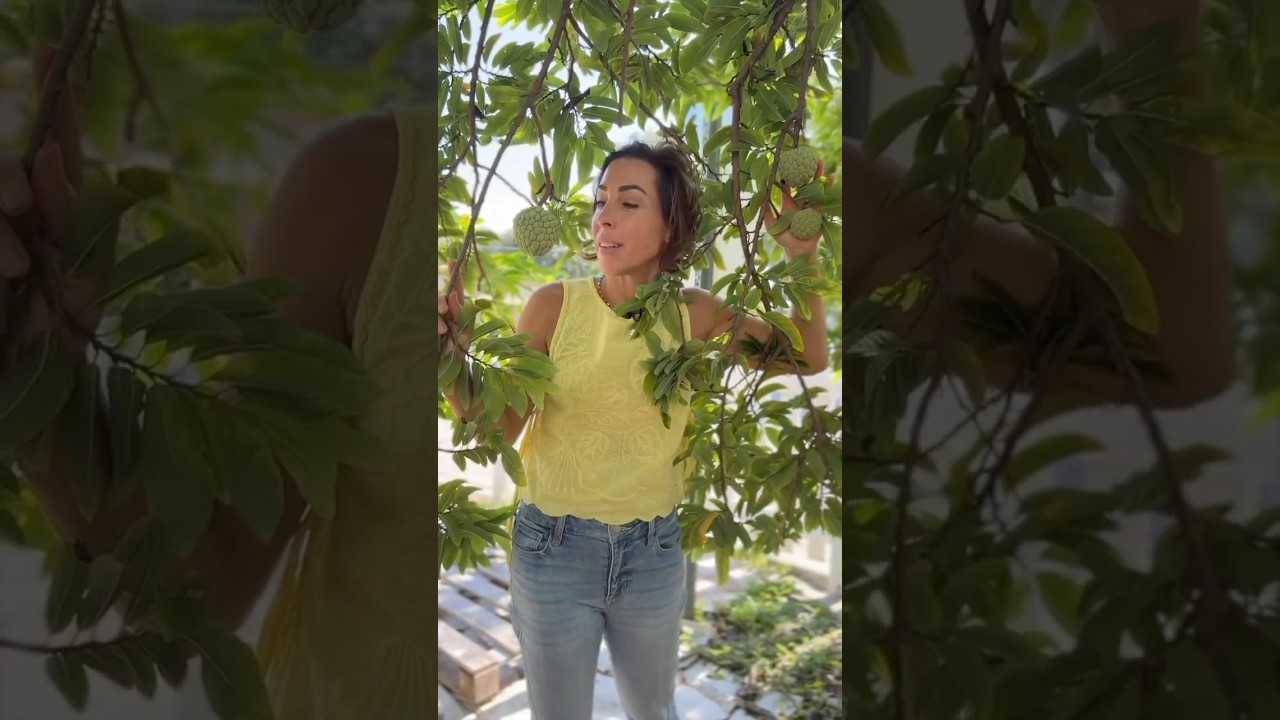 Sugar Apples, and the Patience of Playing Matchmaker