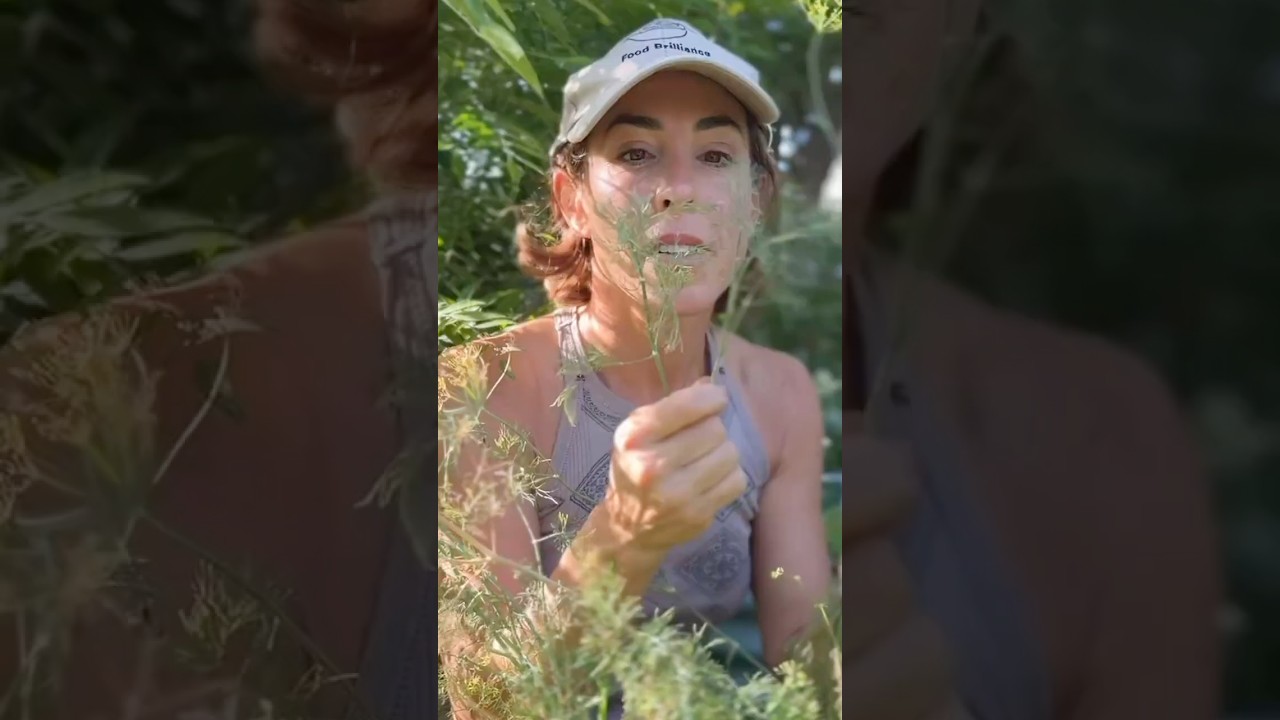 What Dill Seeds Know