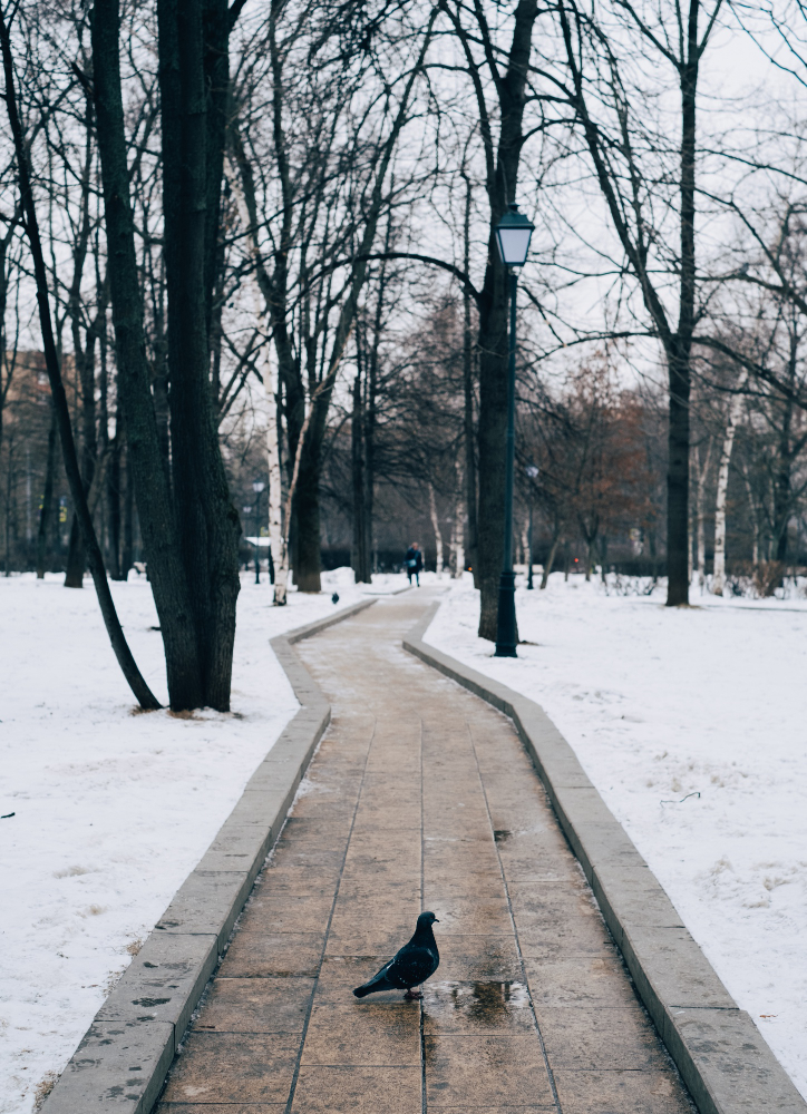 Winterlicher Parkweg mit Taube und schneebedeckter Landschaft