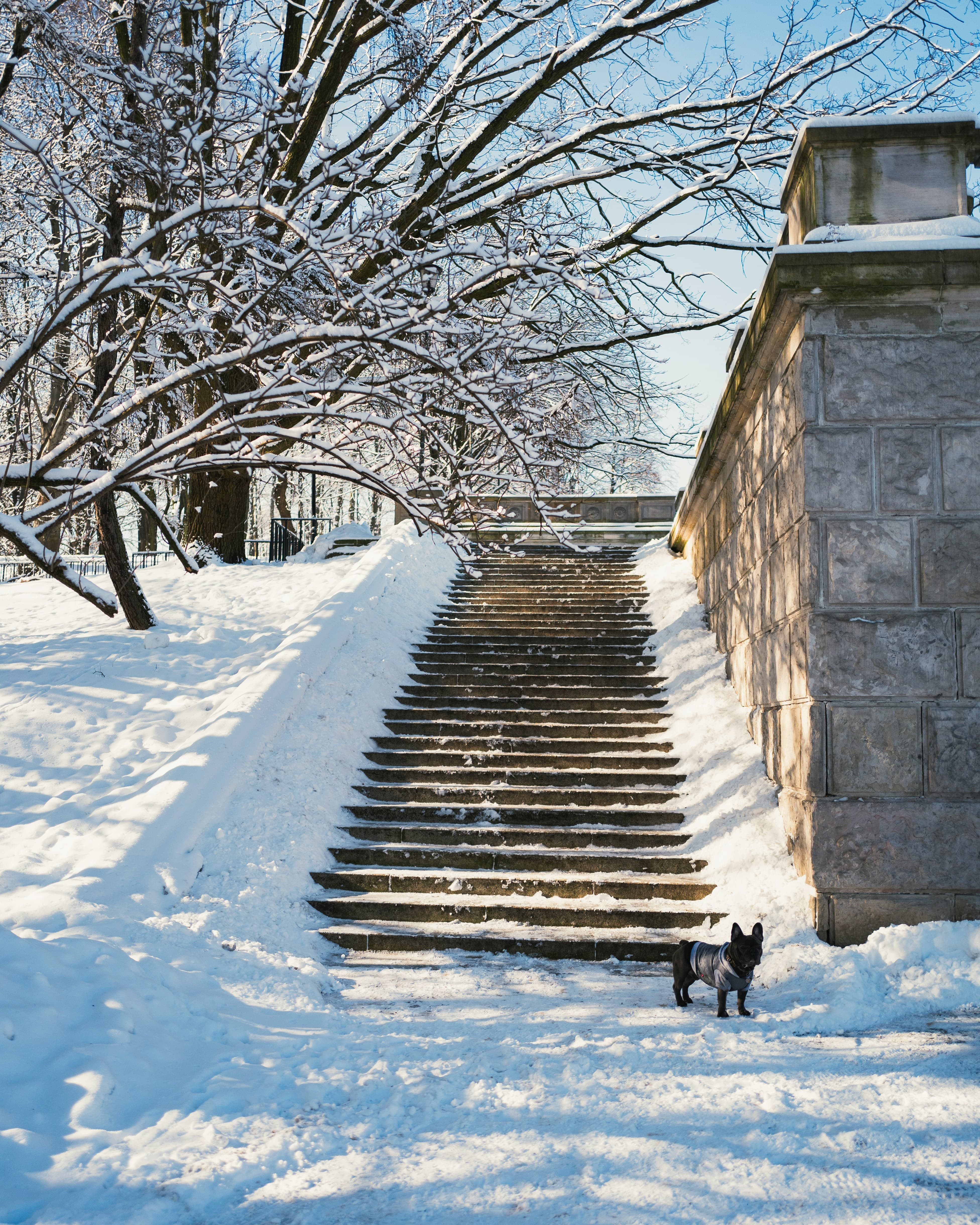 Schneebedeckte Treppe im Park mit kleinem Hund – Räumpflicht gilt auch für Treppen und Zugänge bei Winterdienst