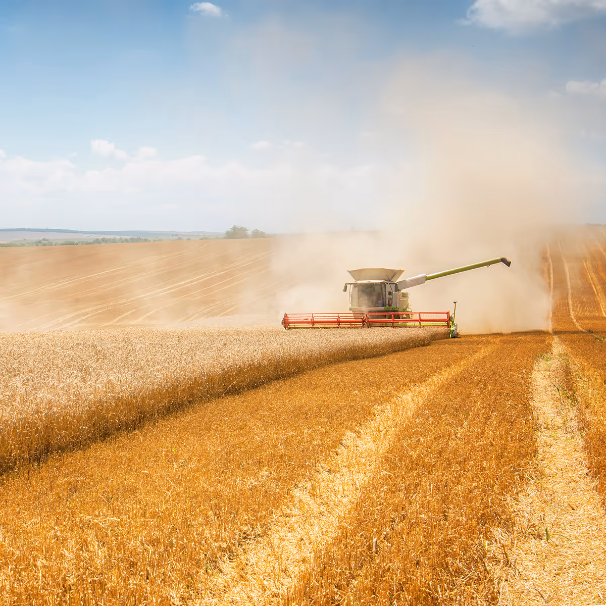 Combine harvester cutting golden wheat in a vast field under a partly cloudy sky.