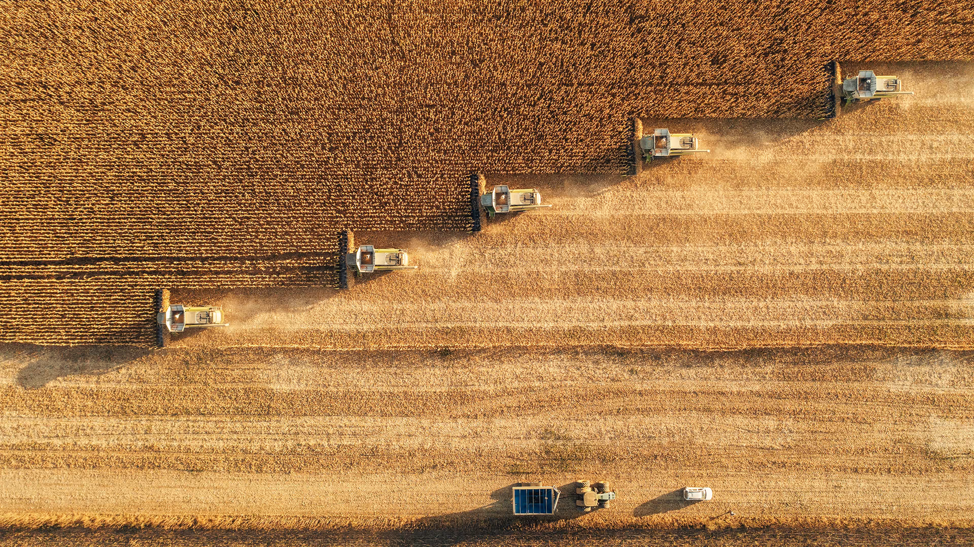 Aerial view of five combine harvesters harvesting a golden wheat field in parallel rows during sunset.