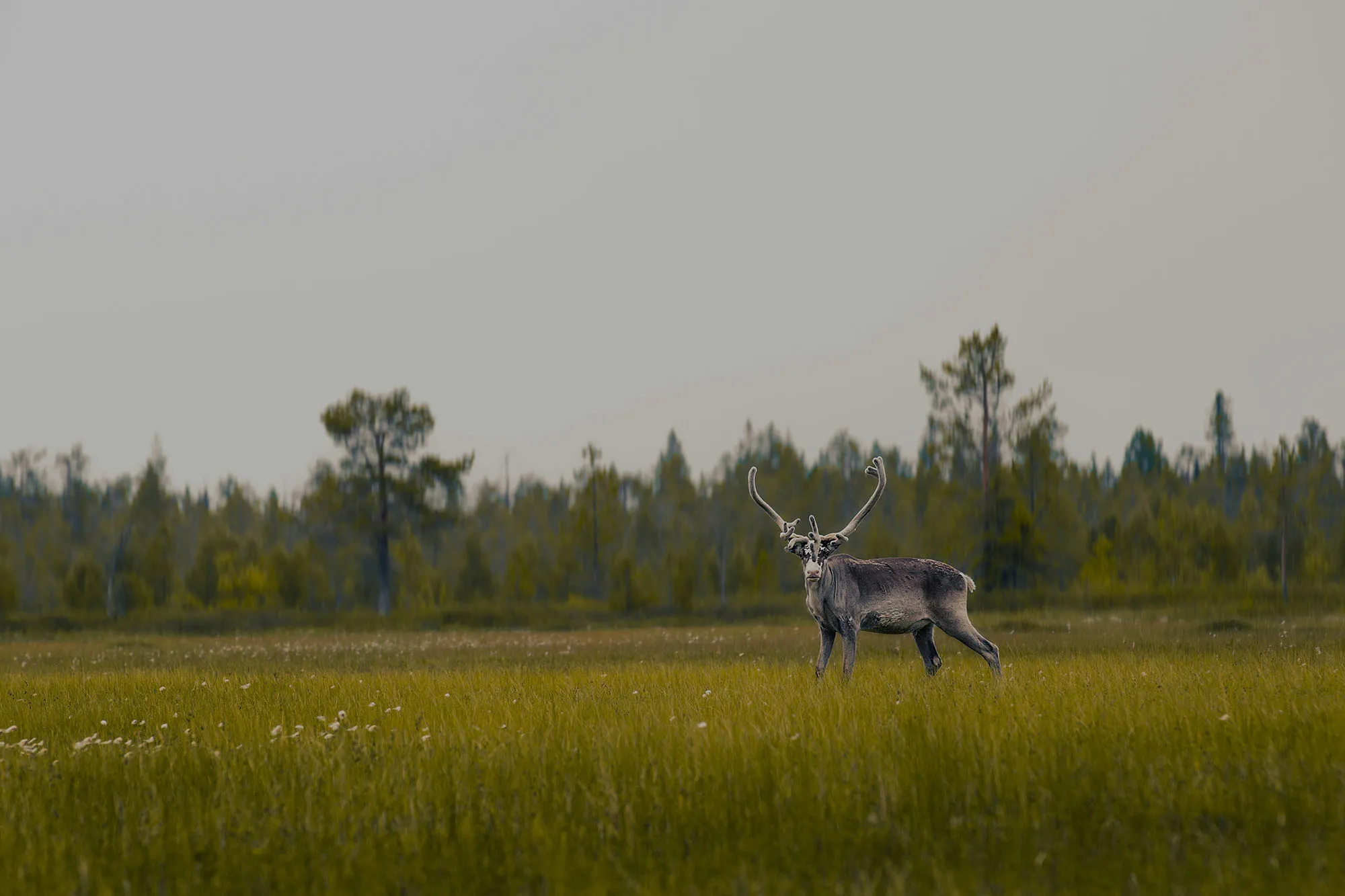 Traveller walking through an open Nordic wetland