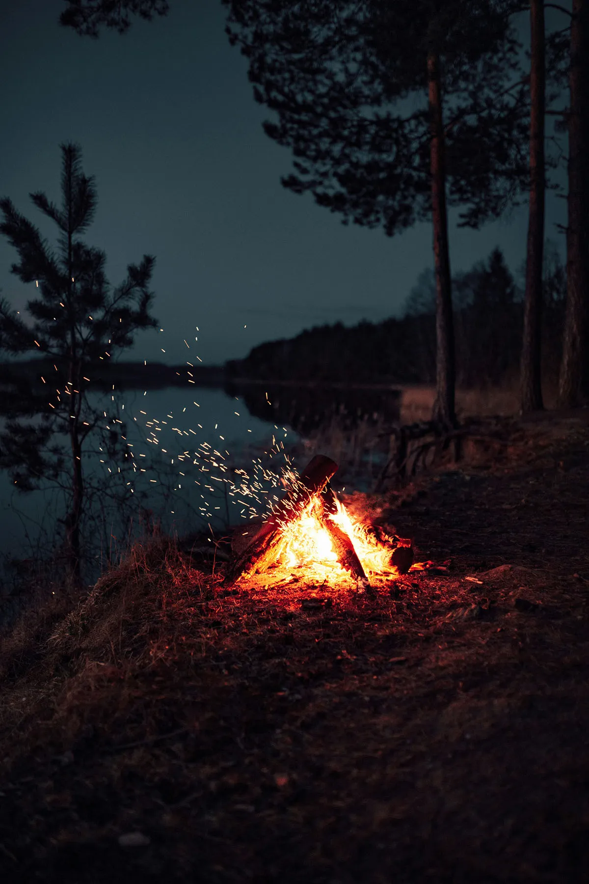 Campfire burning in a Nordic forest