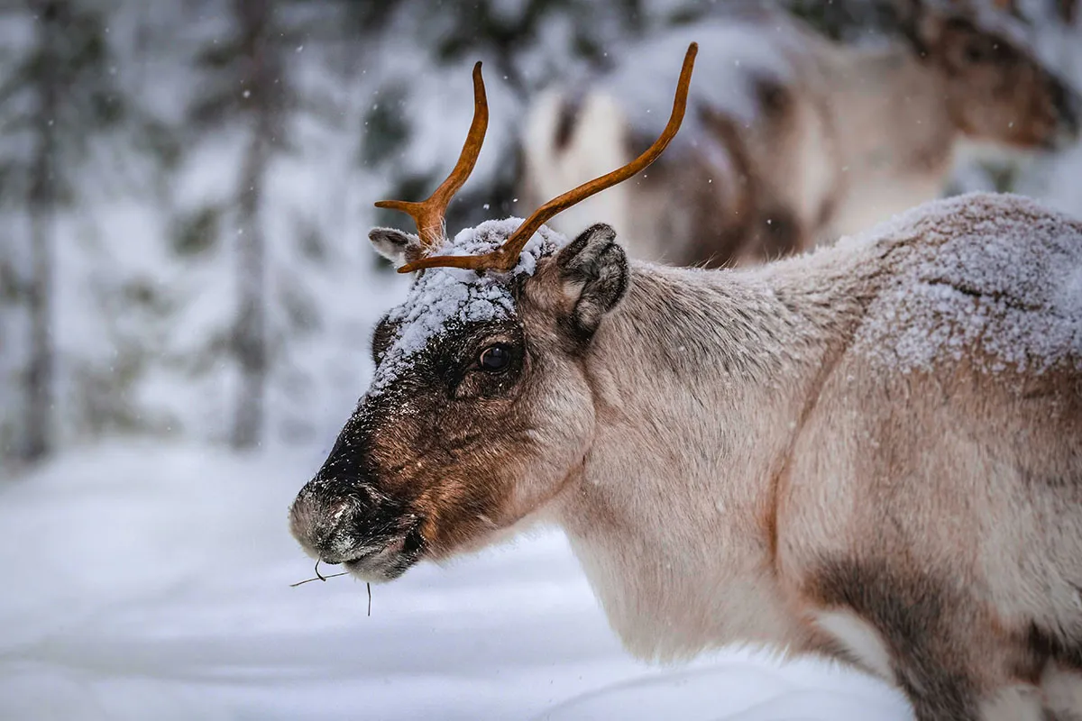 Reindeer standing in a snowy Lapland forest