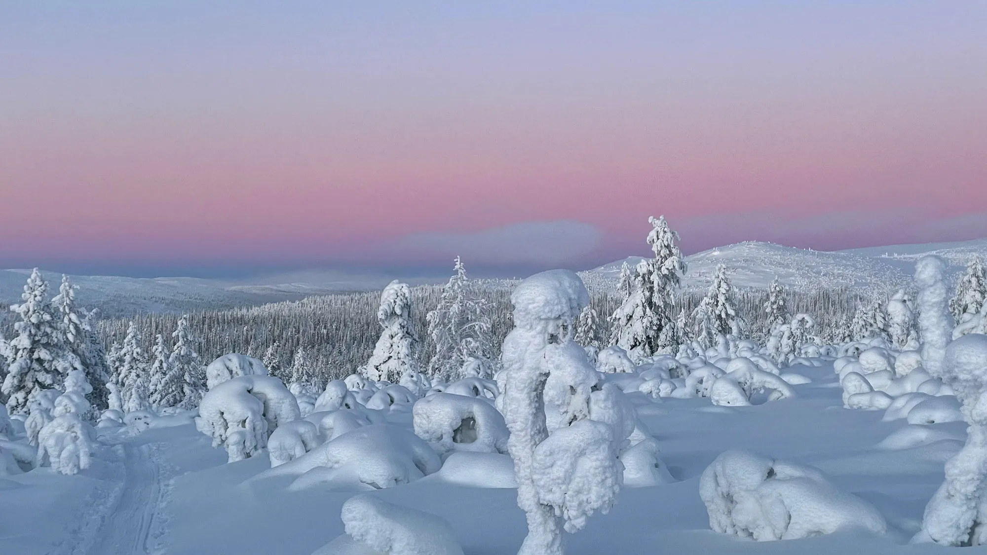 Snow-covered trees beneath a pastel Arctic sky