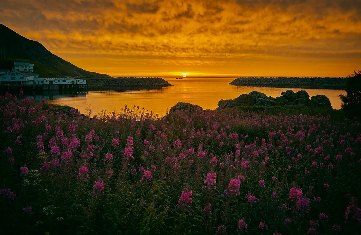 Pink wildflowers by the sea at sunset