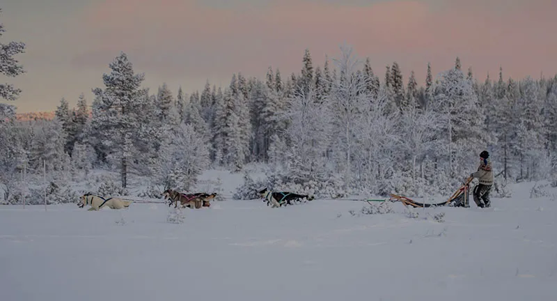 Husky team pulling a sled past a snowy forest at dusk