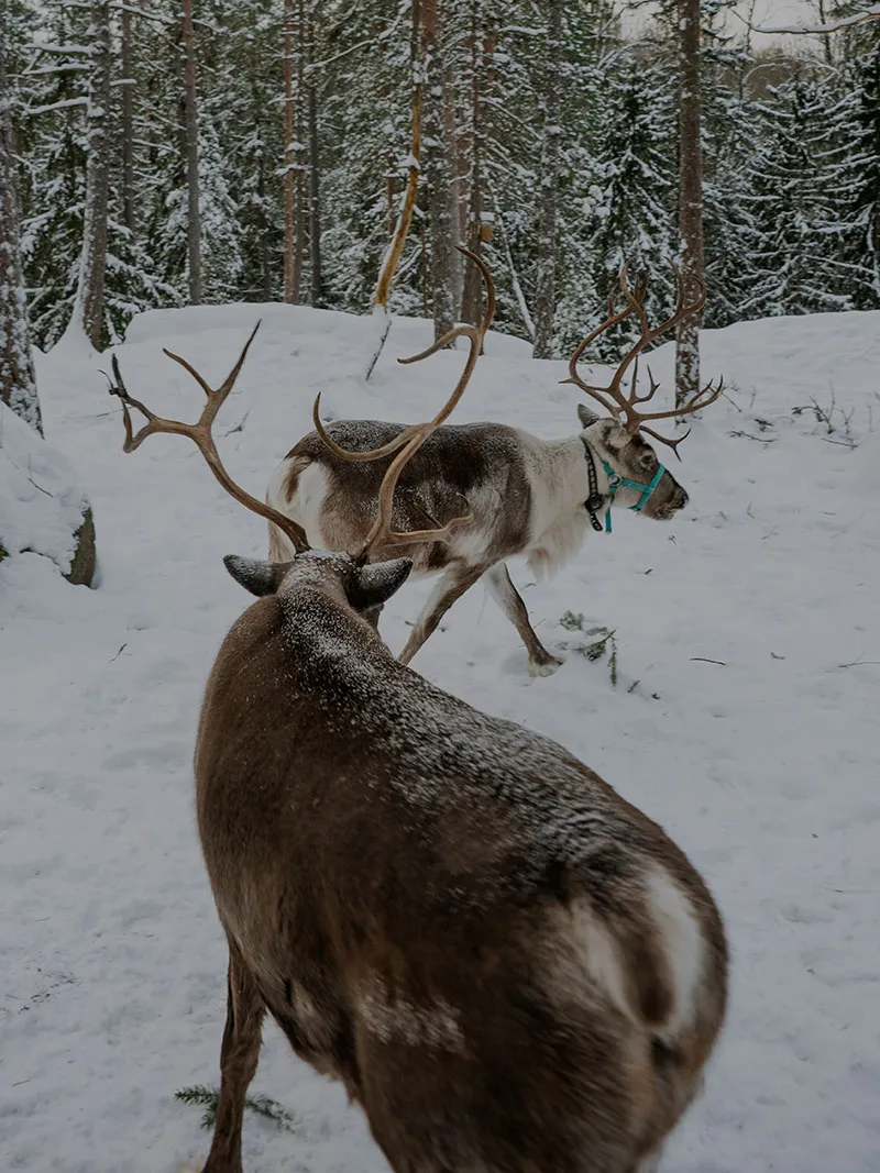 Reindeer standing in a snow-covered forest
