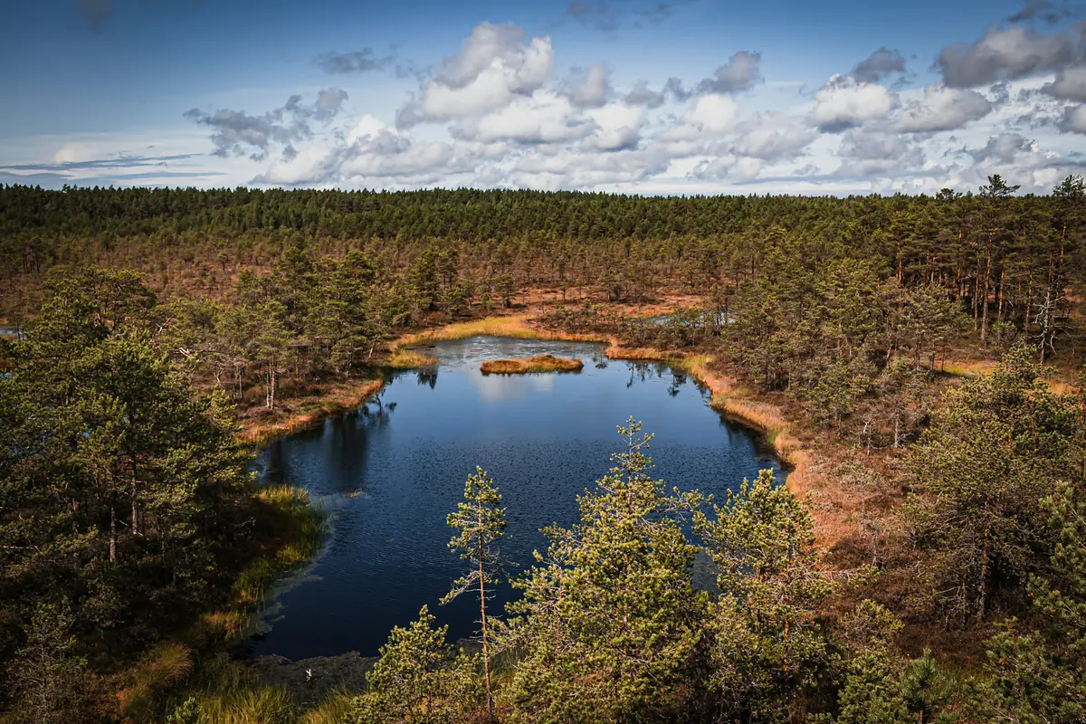 Bog lake framed by pine forest in Estonia