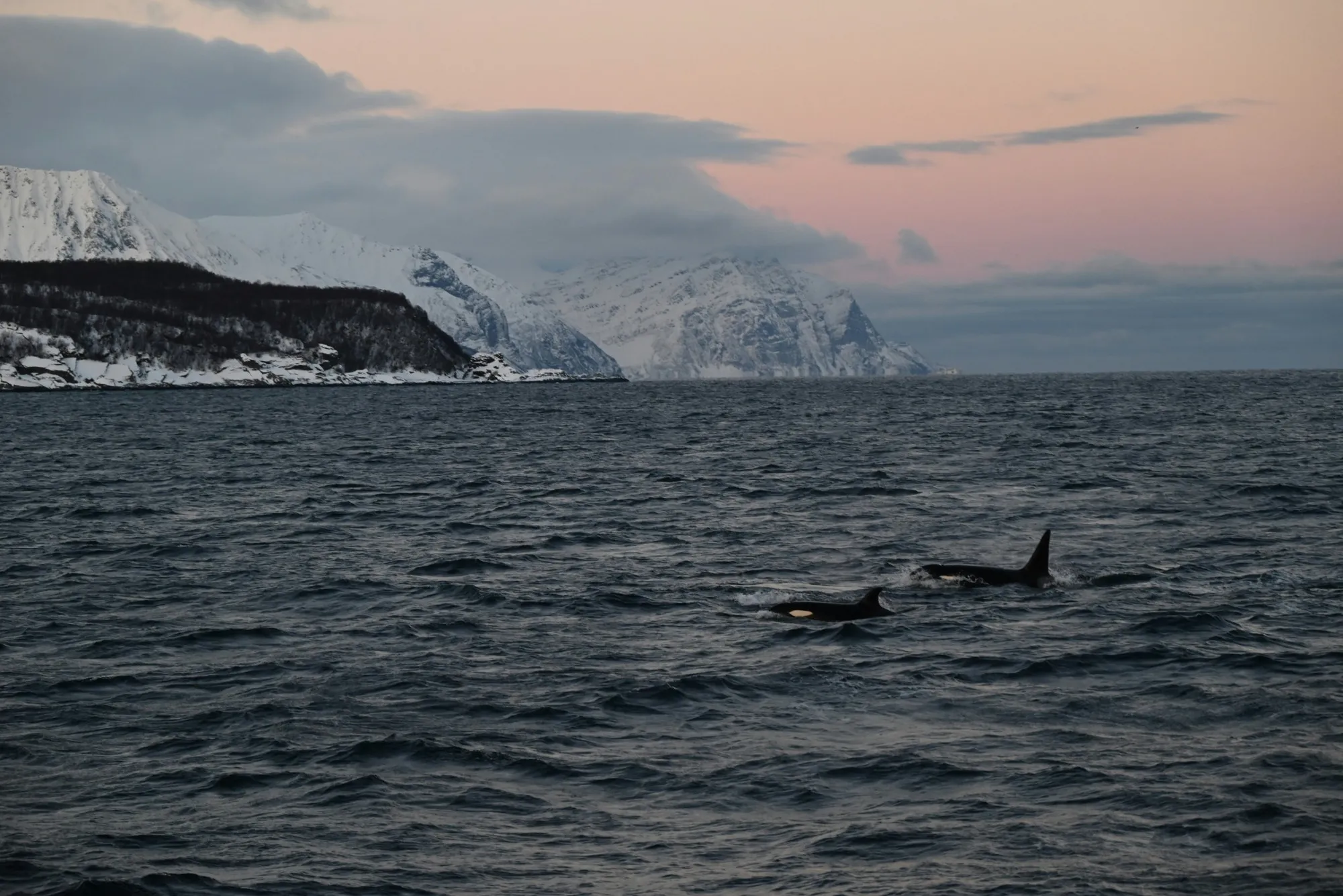 Orcas surfacing in an Arctic fjord below snowy mountains