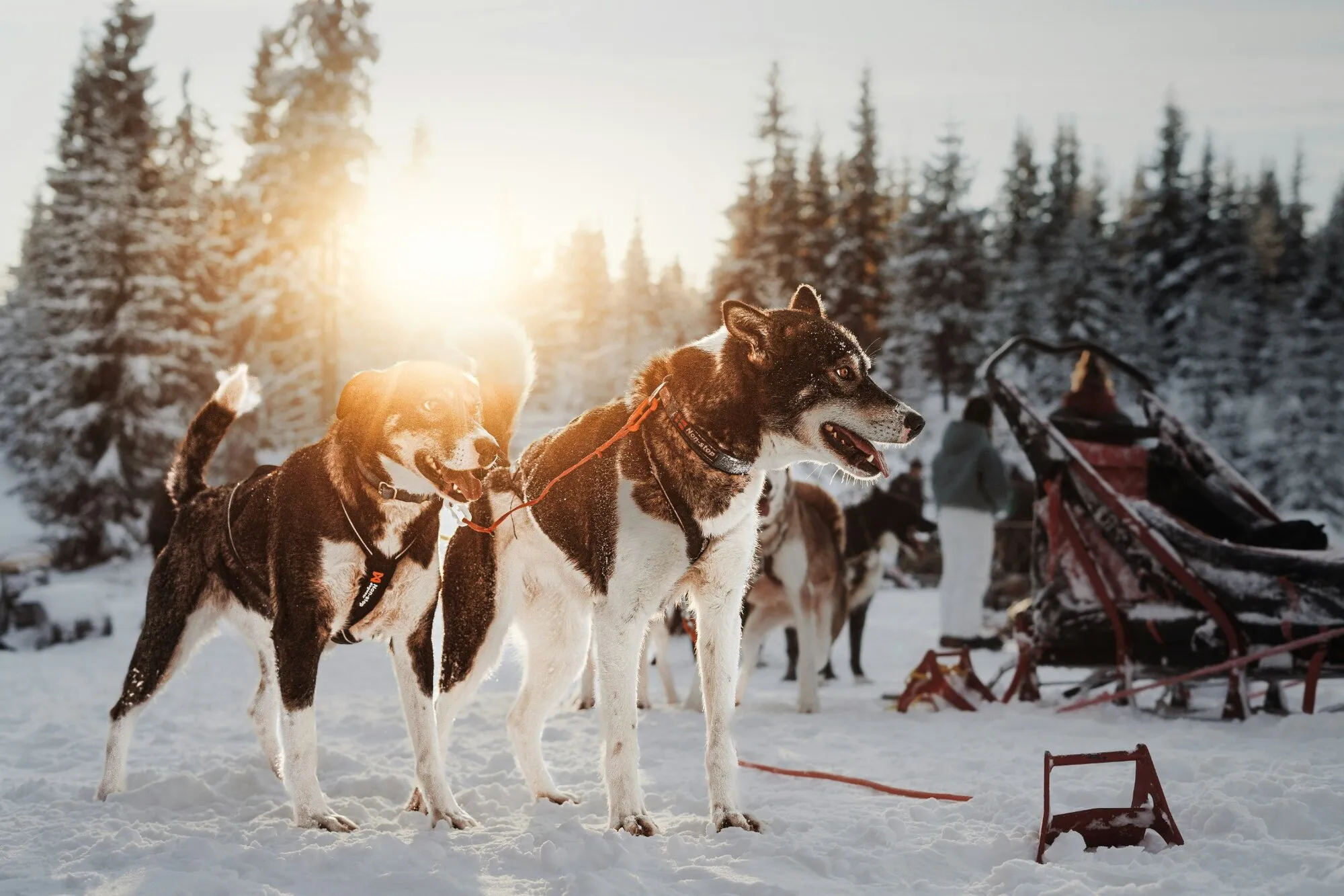 Husky team pulling a sled through snow in Lapland