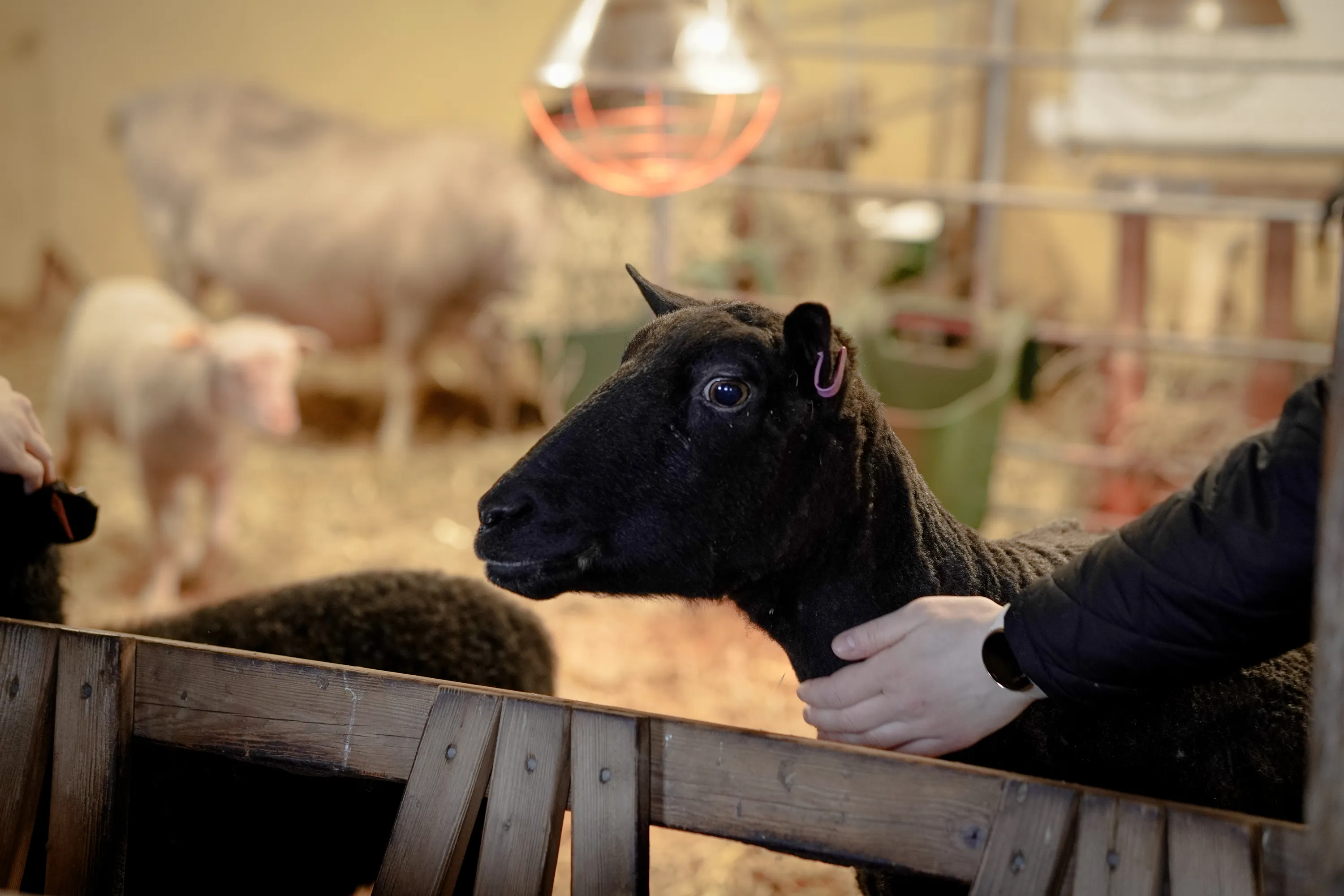 Lähikuva mustasta lampaasta, jolla on violetti korvamerkki, ja ihmisen käsi silittää sen kaulaa. Lammas katsoo vasemmalle puisen aidan yli. Taustalla on epätarkasti muita lampaita ja oranssi lämpölamppu valaisee olkista lattiaa.