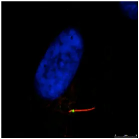 Microscopic image of biological cell sample
