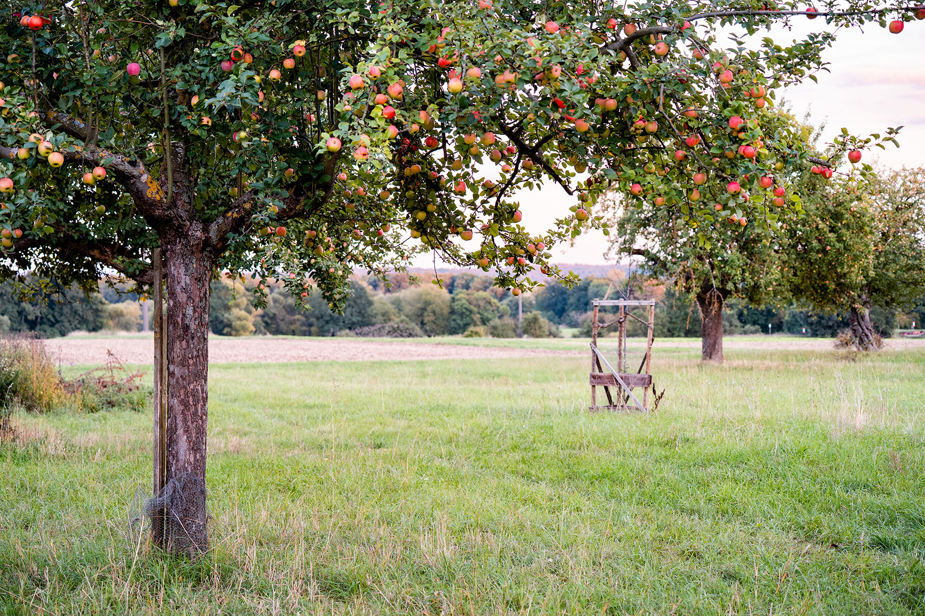 Streuobstwiesen