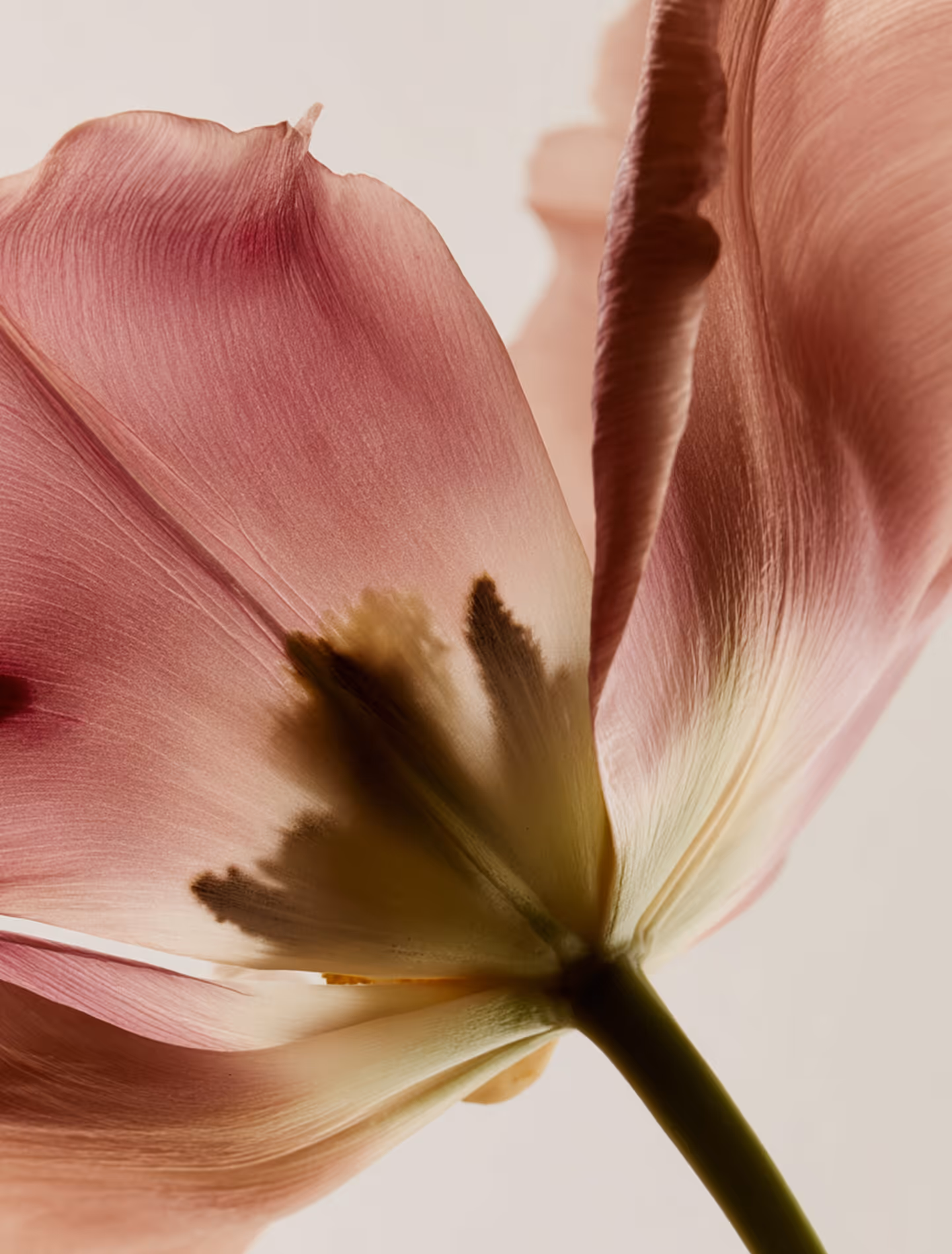 pink and yellow flower