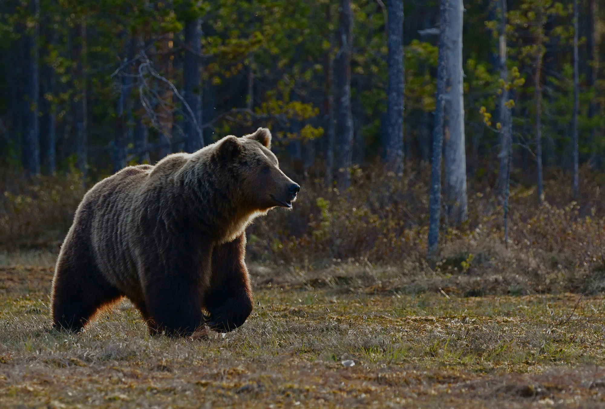 Brown bear walking along the edge of a boreal forest