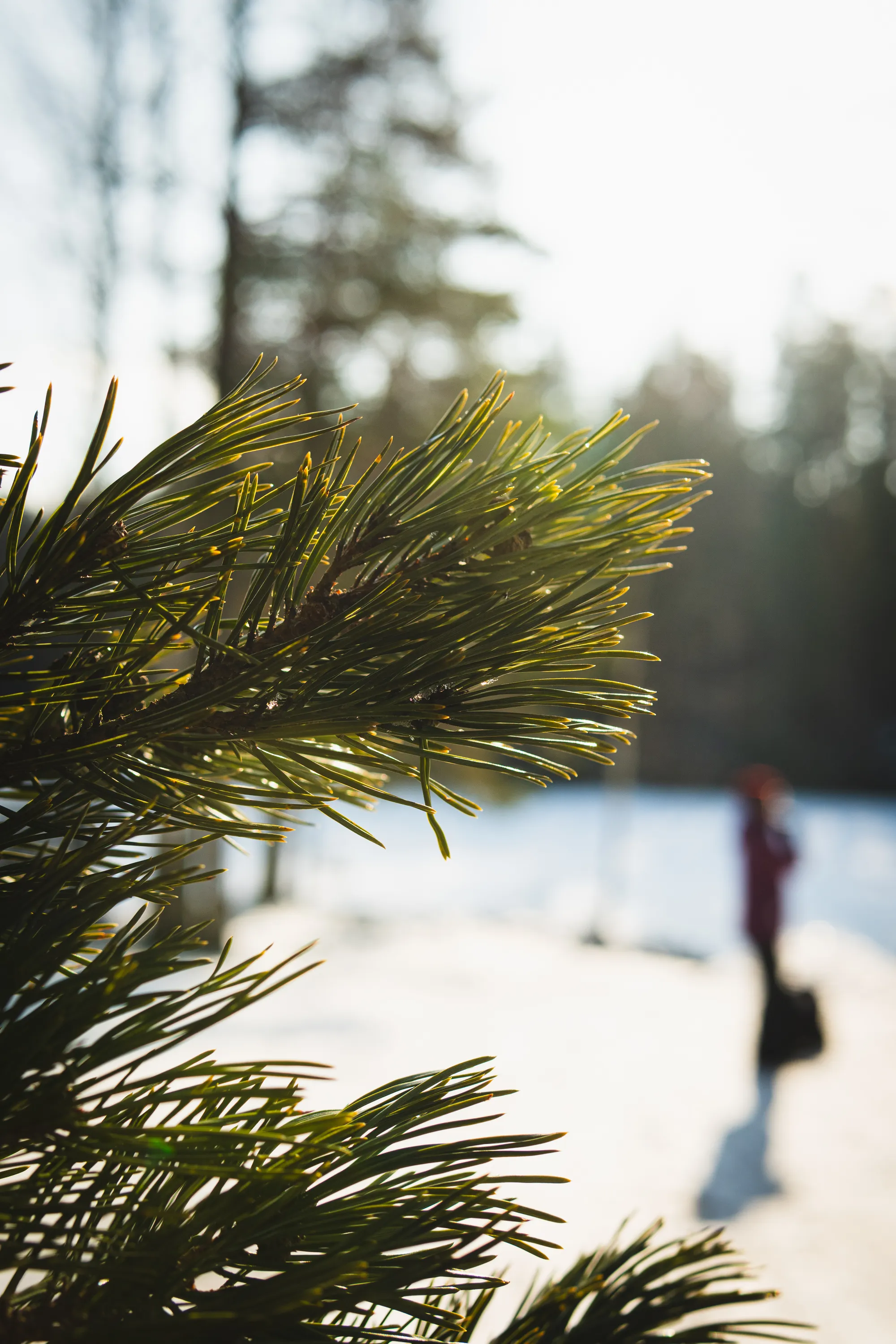 Private forest cooking workshop in Finland with salmon soup and storytelling