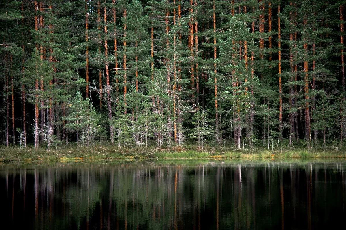 Guests relaxing by a forest sauna in Nuuksio National Park