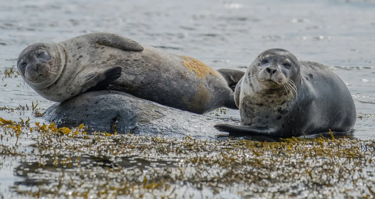 Three seals resting on a seaweed-covered rock