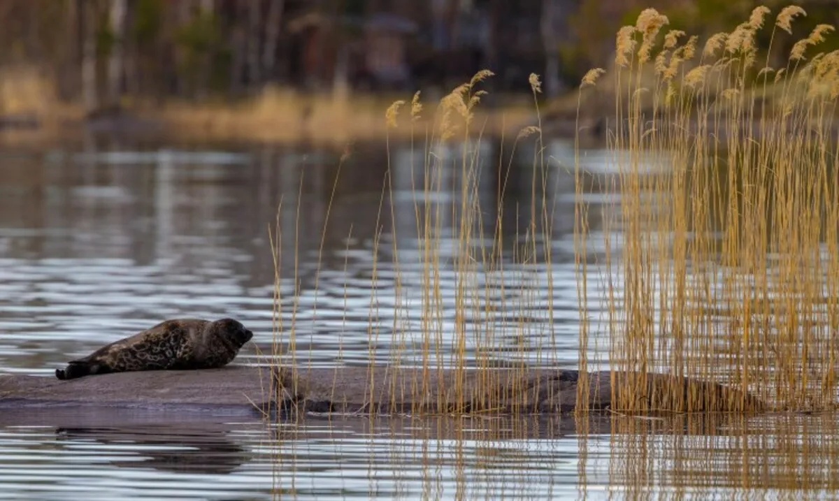 Saimaa ringed seal resting on a rock among lakeside reeds