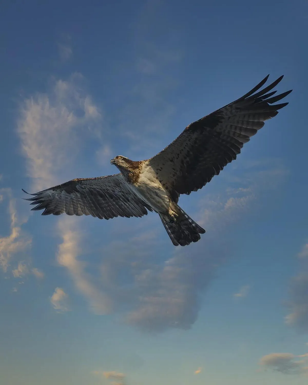 Osprey soaring against a blue sky