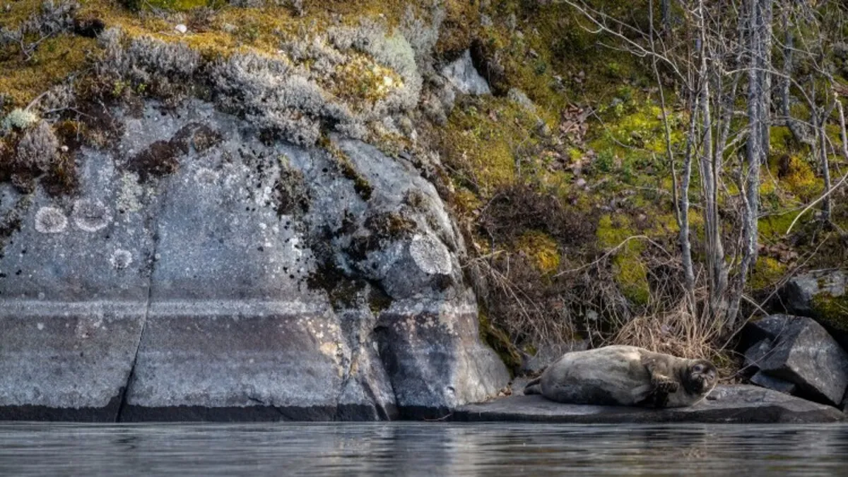 Saimaa ringed seal resting on a lakeside rock