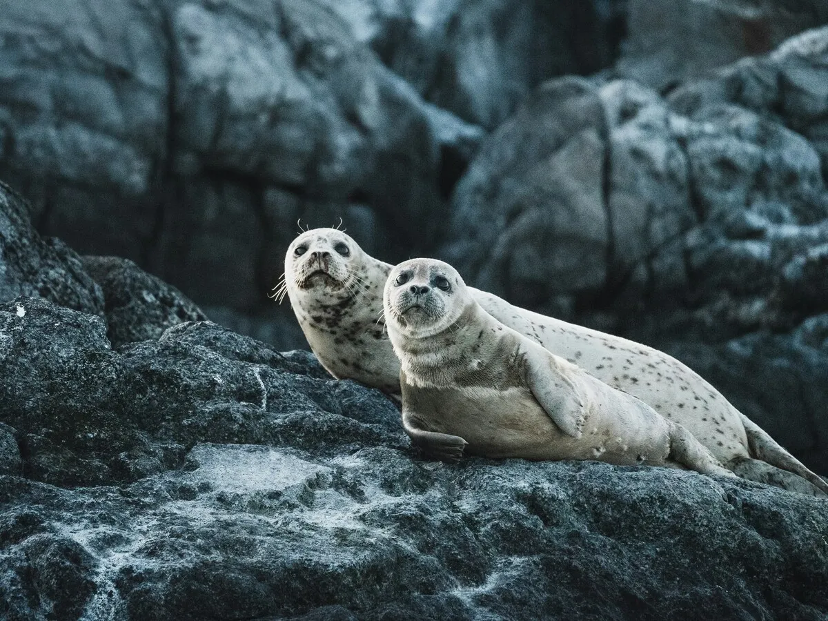 A private full-day trip to Savonlinna and Lake Saimaa, combining Olavinlinna Castle with a seasonal boat safari in search of the Saimaa ringed seal. The experience includes private transport, guiding, lake scenery, and time in one of Finland’s most distinctive lake regions.
