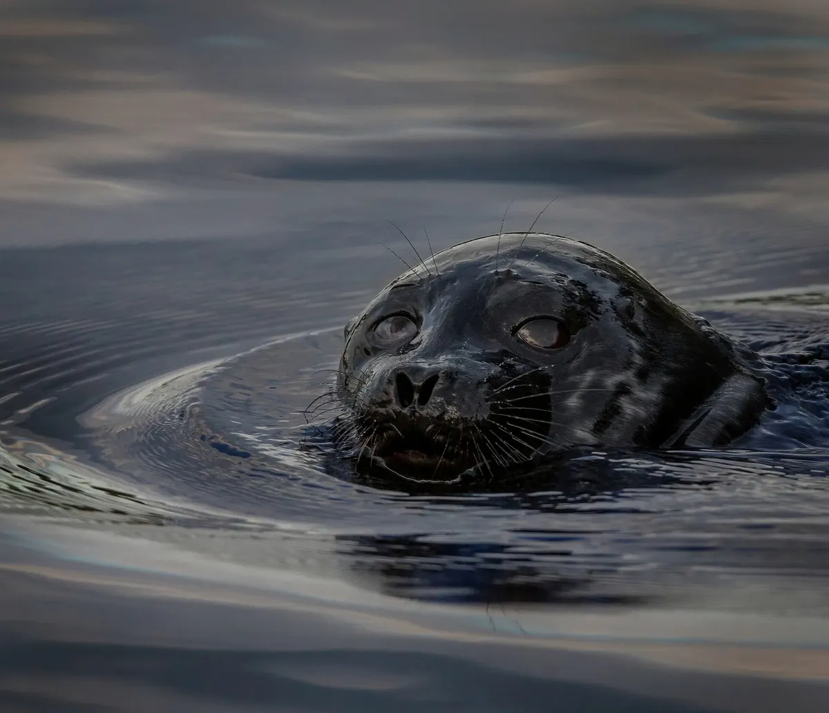 Seal swimming with its head above calm water
