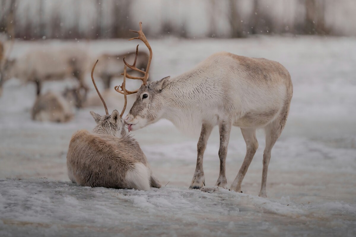 Reindeer in a snow-covered Lapland forest