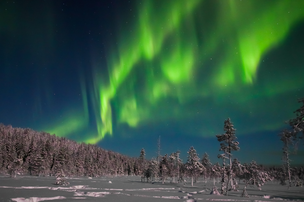 Bright green Northern Lights above a snowy Lapland forest