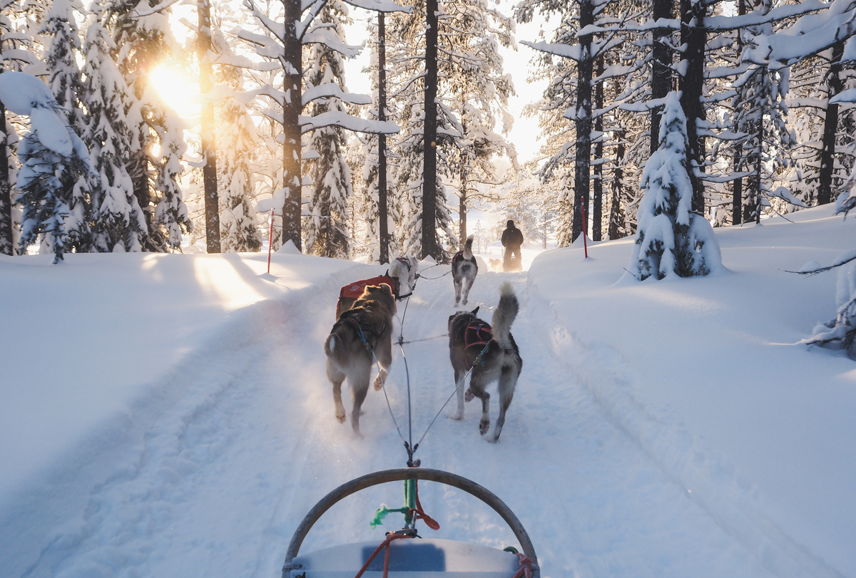 Husky safari through a snowy forest near Levi