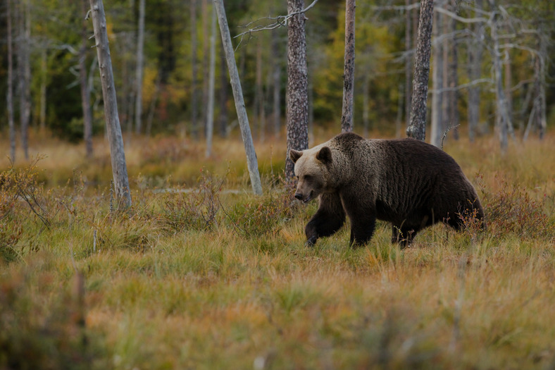Brown bear crossing an autumn forest clearing