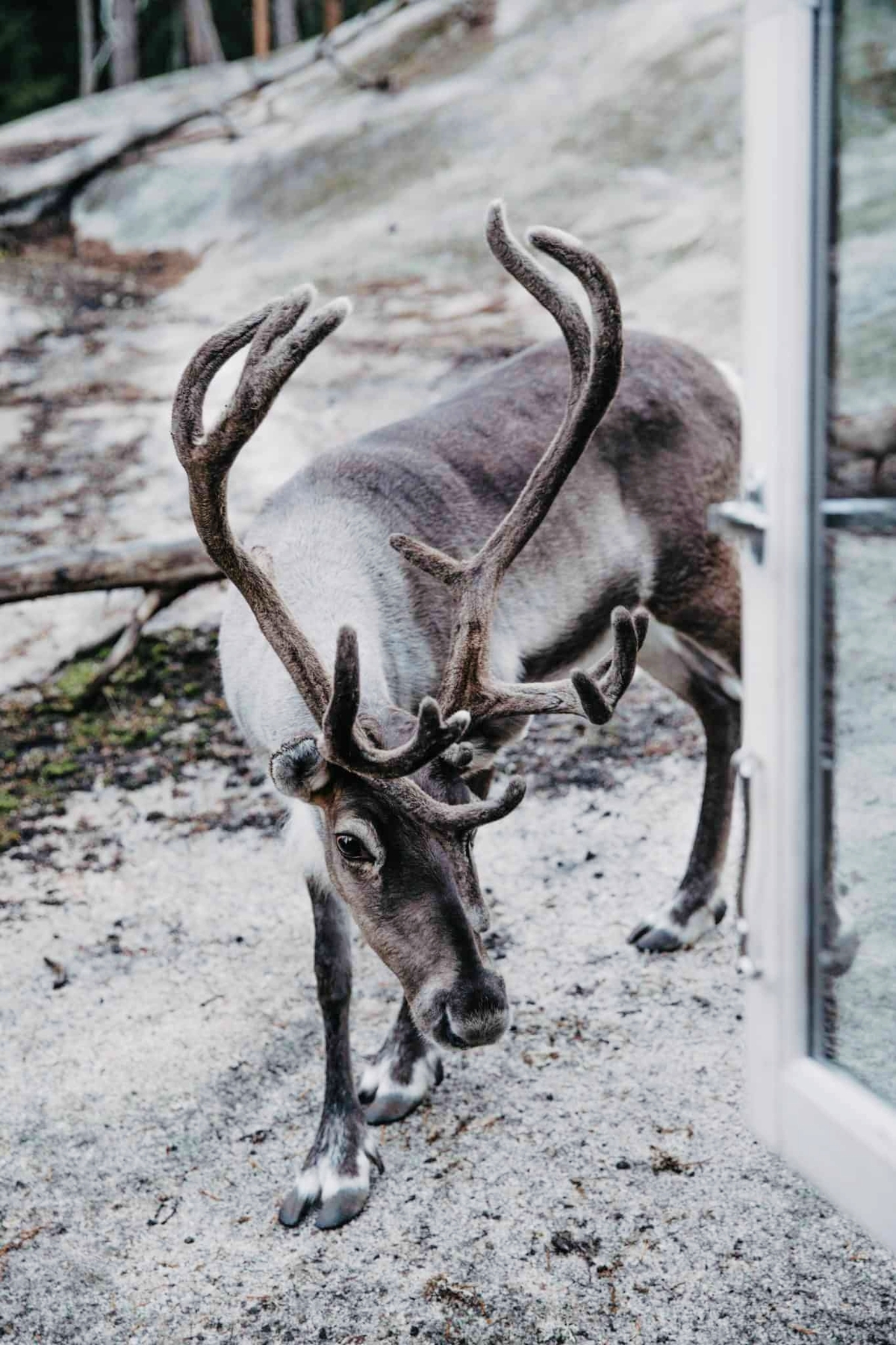 Reindeer in a quiet forest setting