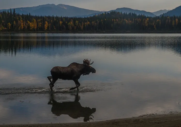 7 days in Helsinki, Porvoo and Ruka–Kuusamo. Oulanka, rafting, reindeer, alpacas and bear watching. Best June–August.