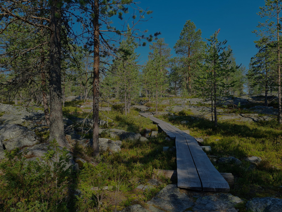 Wooden boardwalk winding through a rocky pine forest