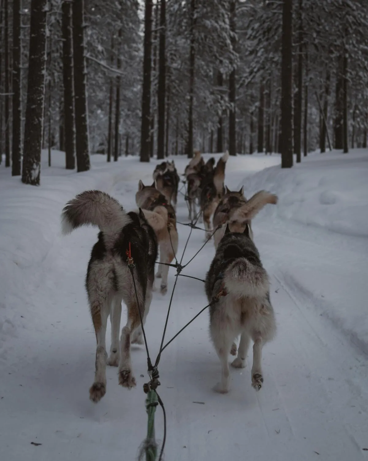 A husky sled or cart experience in Nuuksio National Park, with forest trails, sled-dog guiding, and Finnish campfire snacks. The tour is arranged near Helsinki and can be adapted to snow conditions and season.