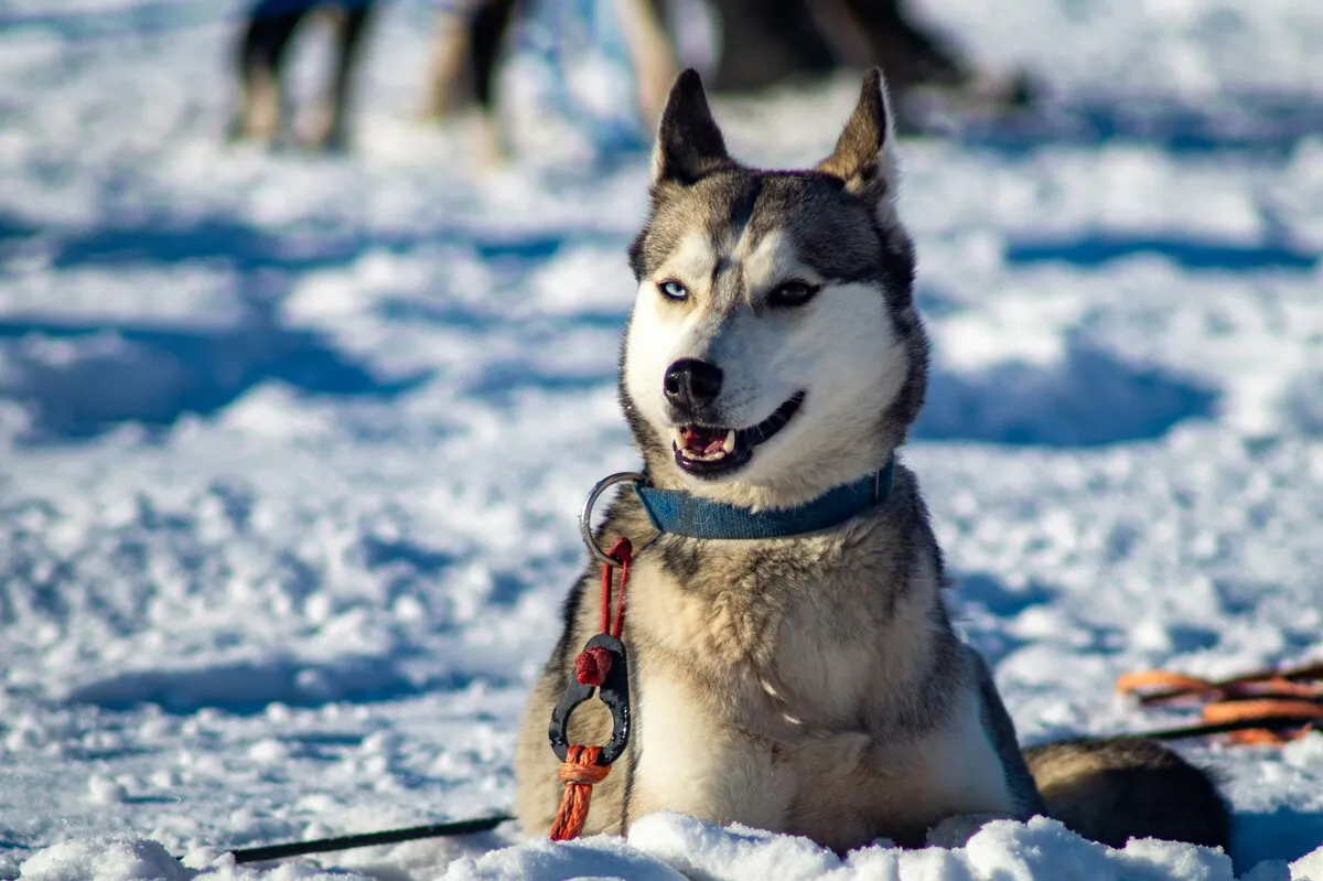 Guests riding a husky sled during a winter experience in Nuuksio