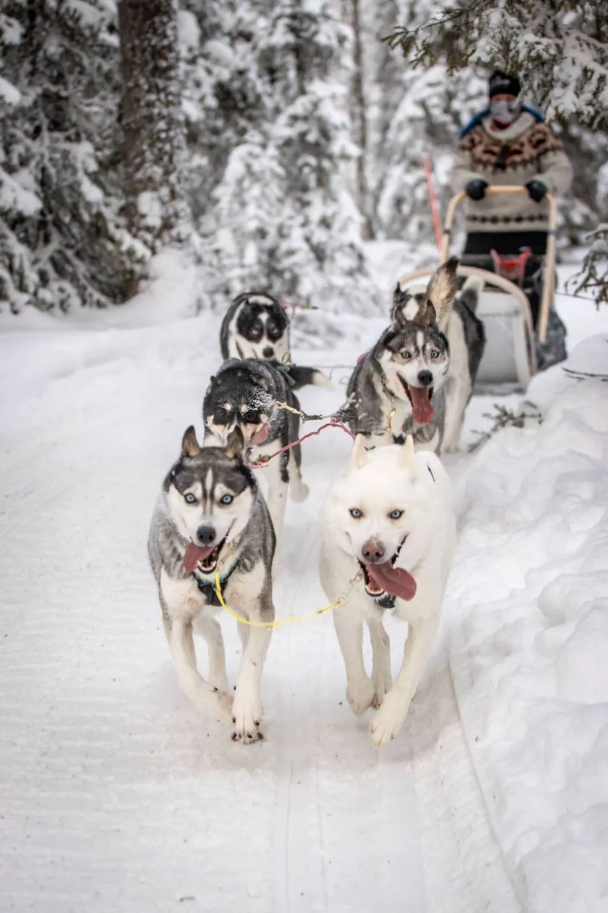 Husky team running through snowy forest trails near Helsinki