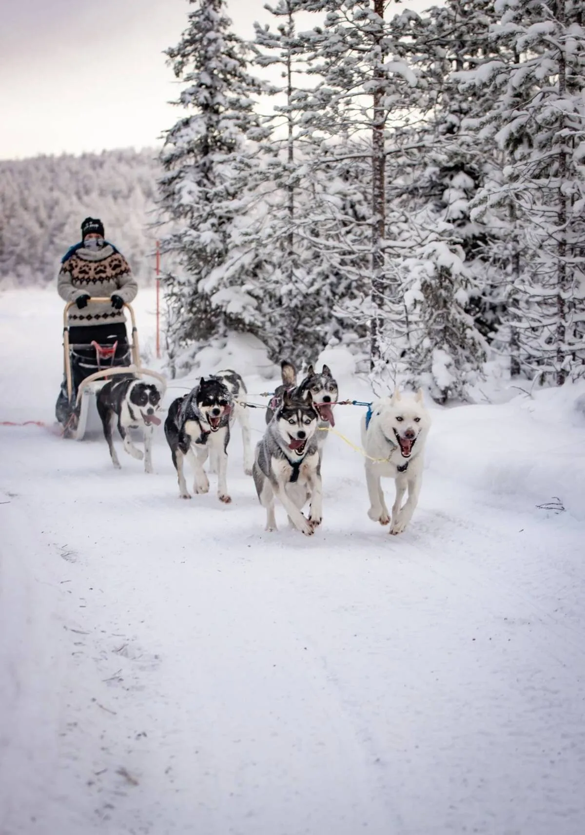 Campfire break during a husky ride experience in Nuuksio National Park