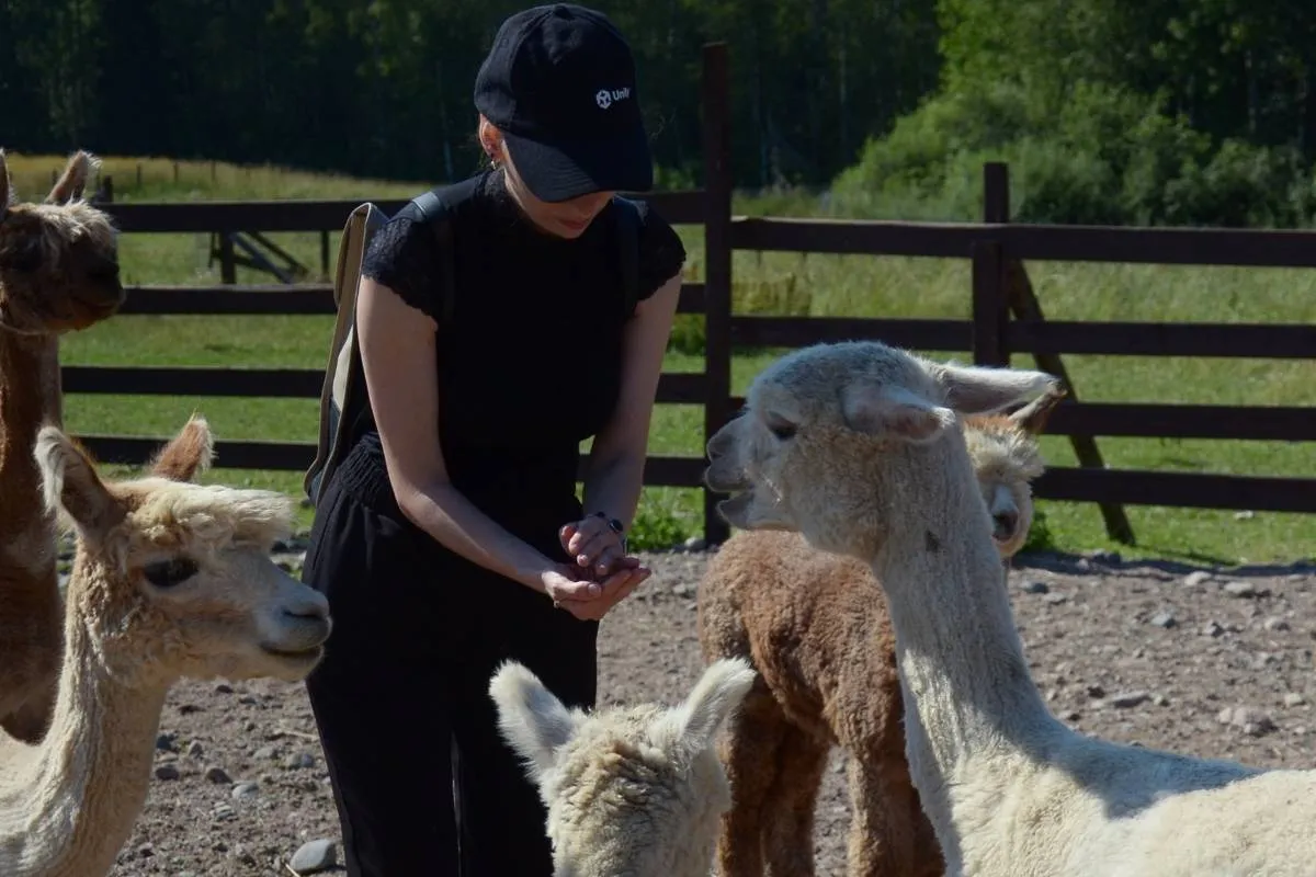 Private alpaca farm tour near Helsinki with feeding and walking