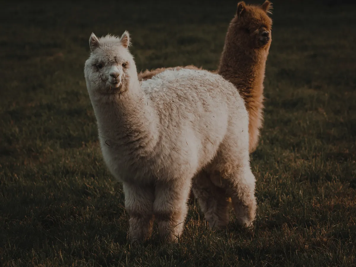A private alpaca farm visit near Helsinki, with time to meet, feed, and walk an alpaca through quiet countryside trails. The experience includes private transport, local guiding, and a gentle nature break outside the city.
