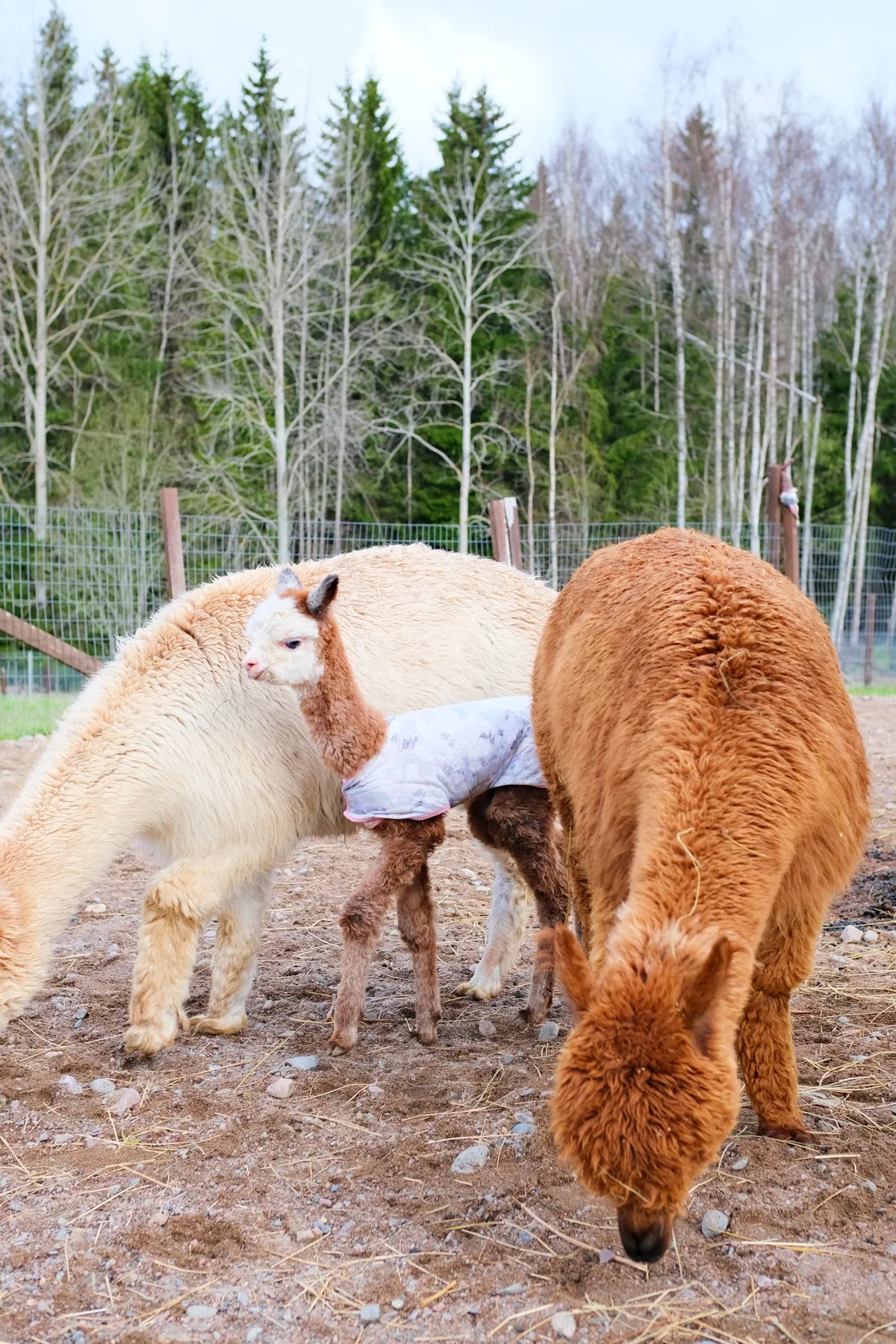 Guest walking an alpaca during a private farm visit in Finland