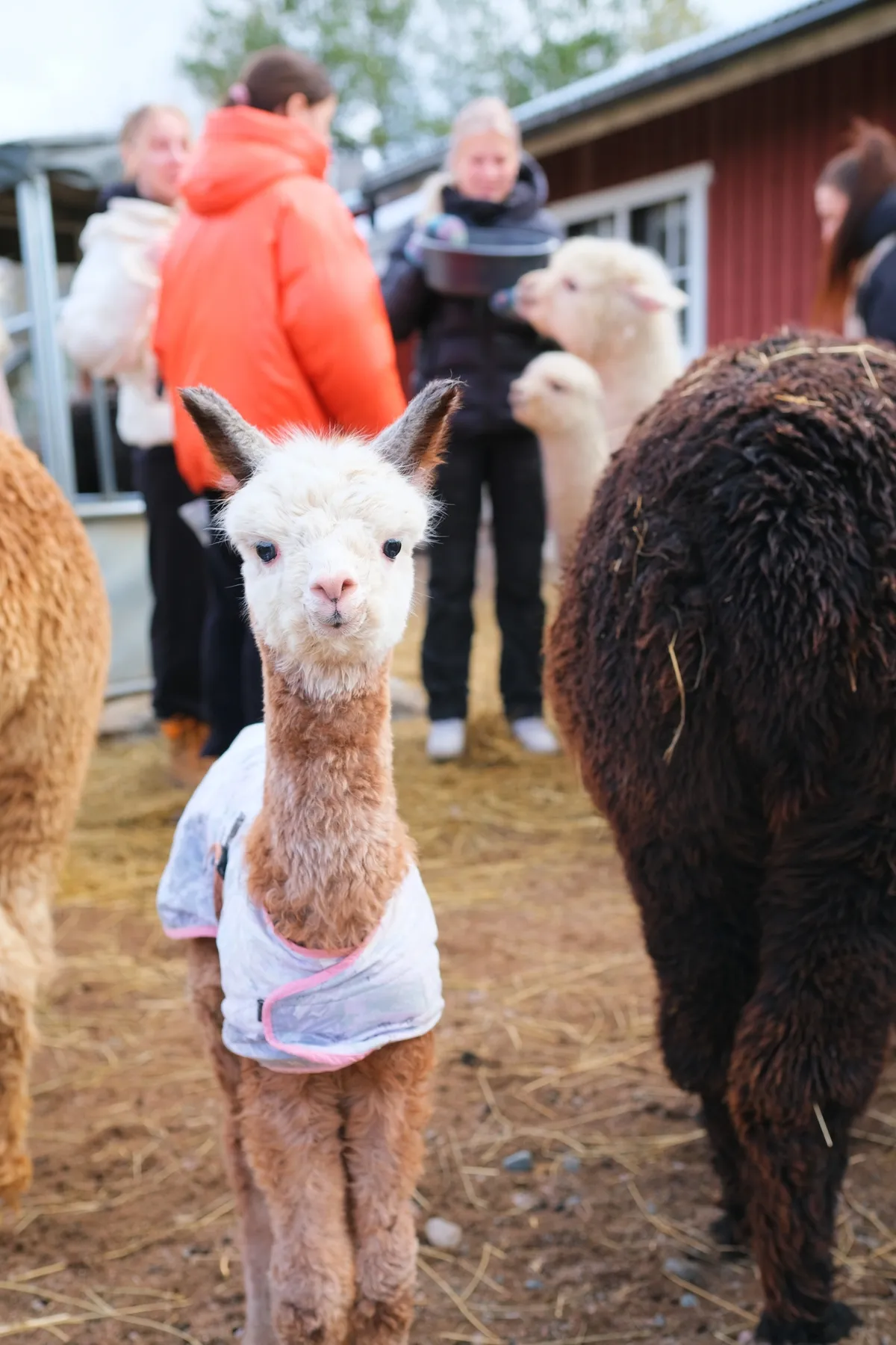 Family-friendly alpaca experience in the Finnish countryside