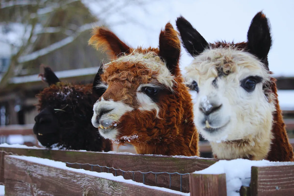 Close-up of alpaca during a private animal encounter near Helsinki