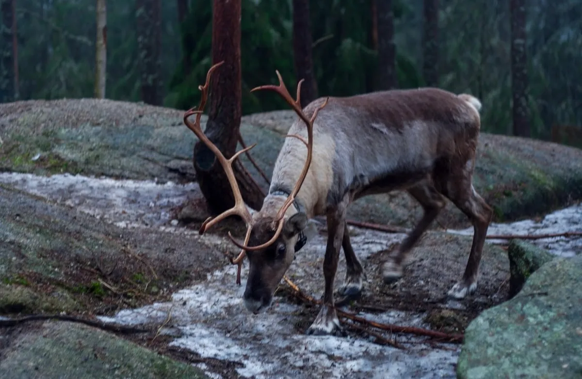 A private reindeer park visit in Nuuksio, with feeding, photos, and time by the fire in a traditional Finnish kota hut. The experience includes private transport from Helsinki and a calm forest setting just outside the city.