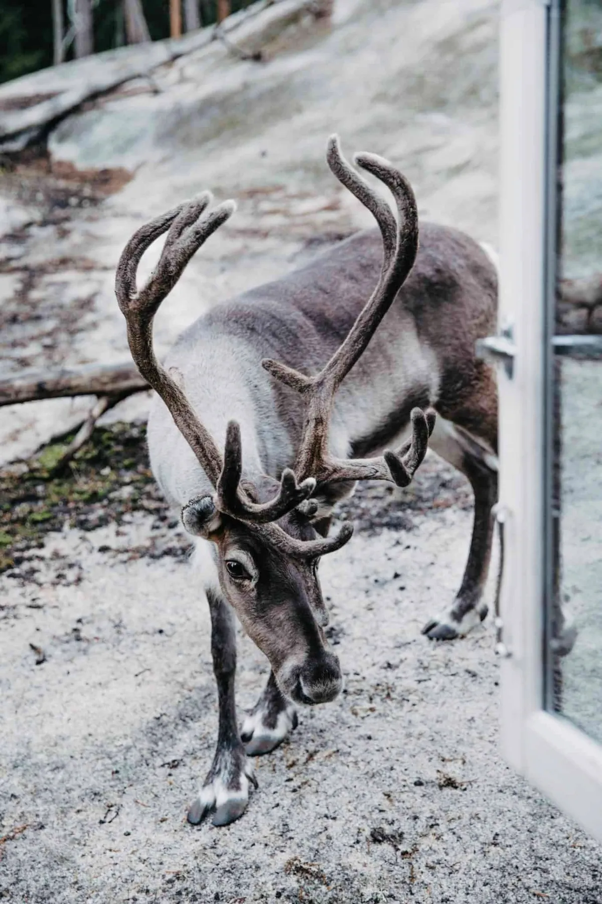 Reindeer standing in a quiet forest setting in Nuuksio National Park area